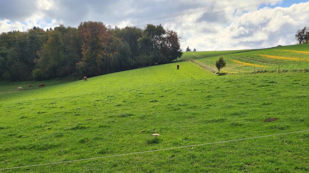 O-Ton 2 Galloway Rinder